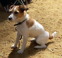 JackRusselTerrier.jpg